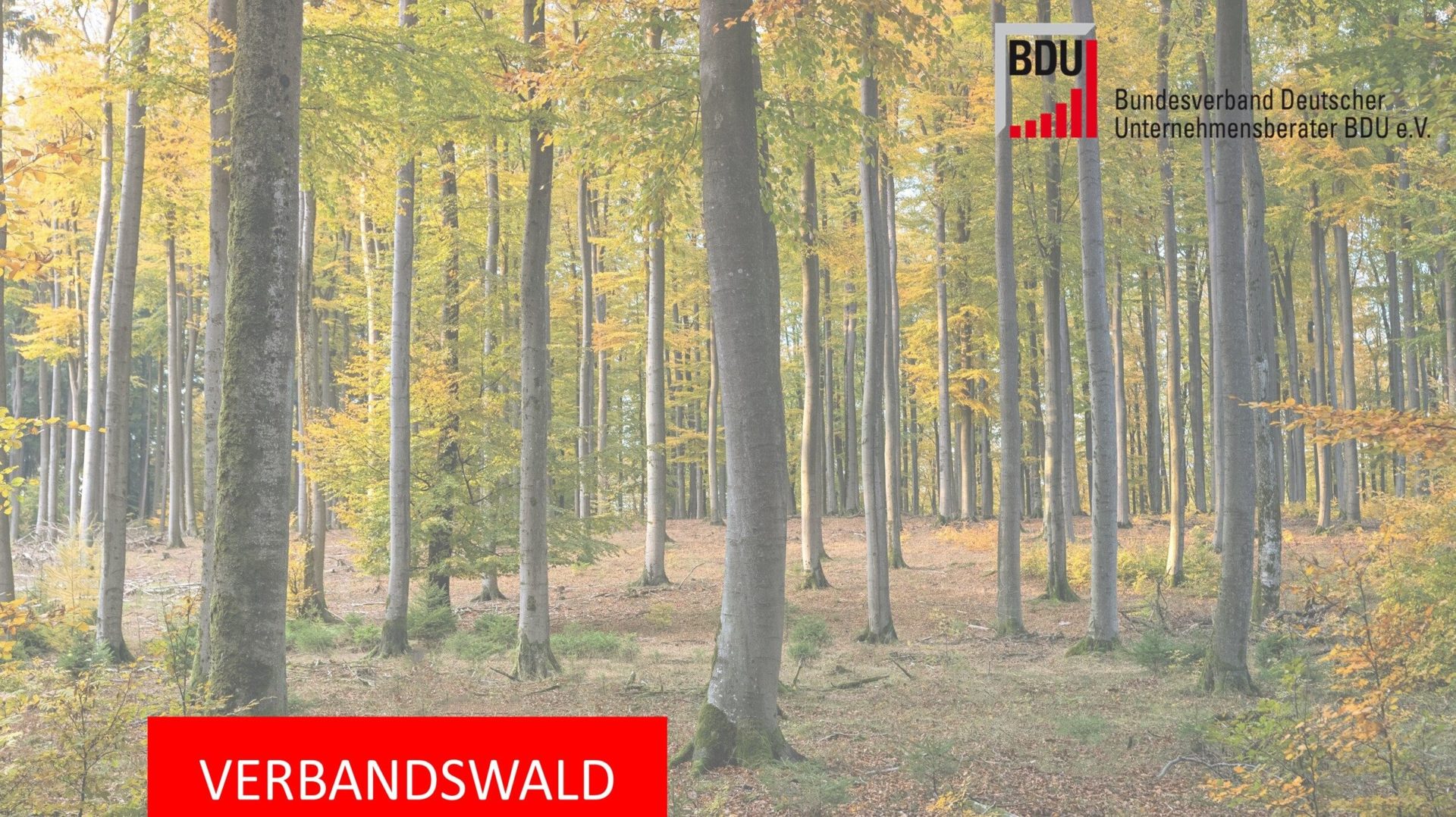Read more about the article BDU-Verbandswald: 200 Bäume fürs Klima